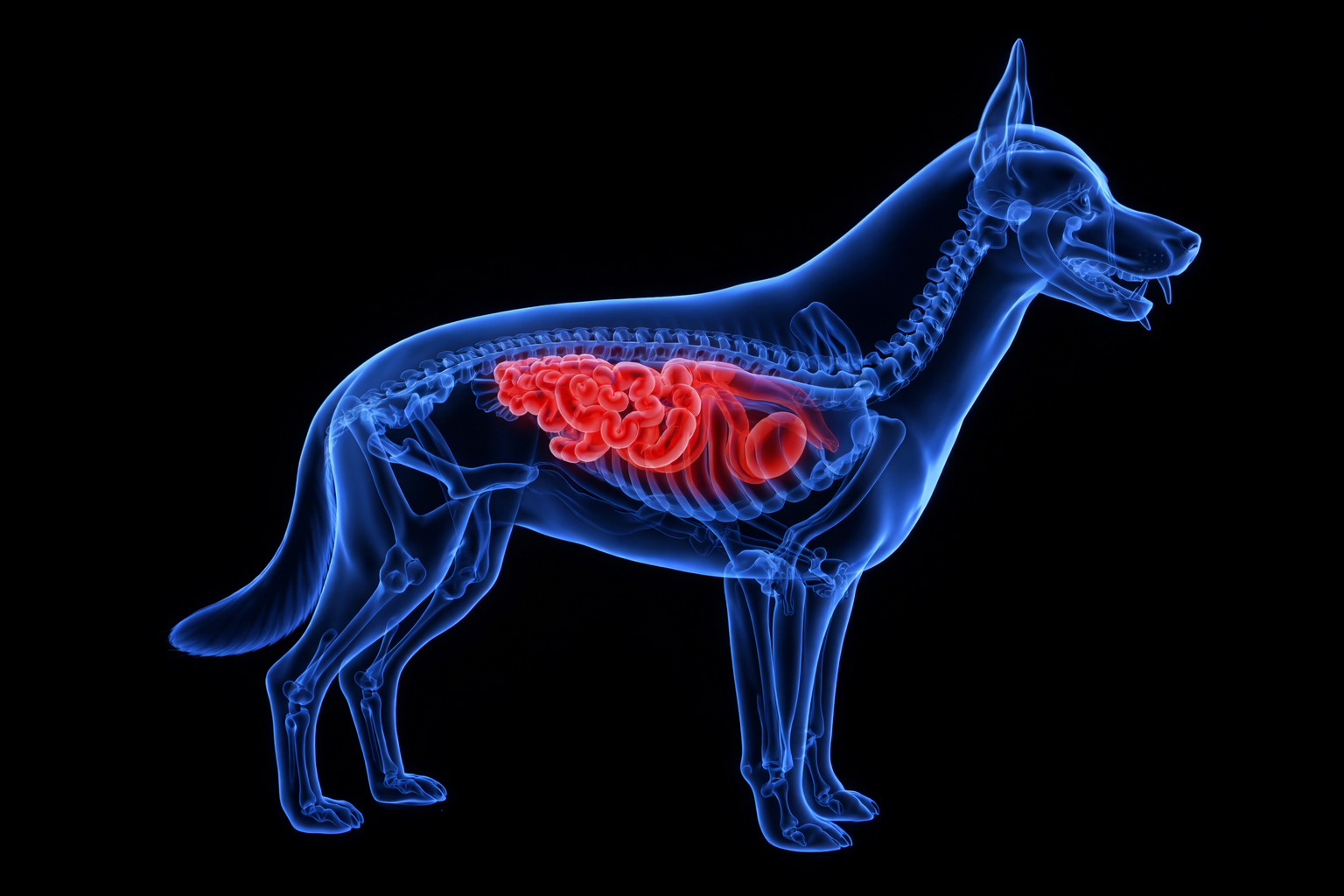 Illustrazione anatomica dell’intestino del cane evidenziato per spiegare le cause delle feci molli