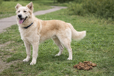 Il cane ha feci molli ma sembra stare bene: quando non è davvero tutto a posto