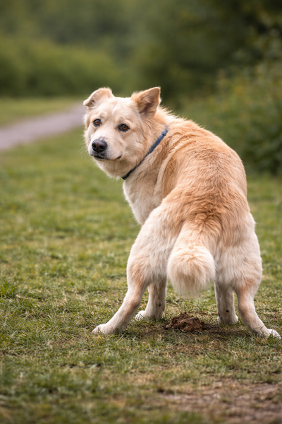 Diarrea nel cane da stress: come riconoscerla e cosa fare davvero